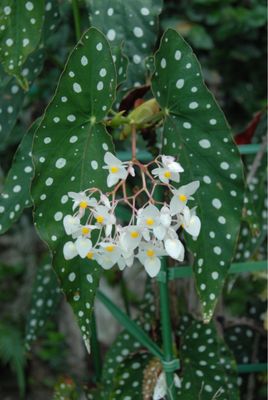 Block Botanical Gardens, 7299 SW 79th Ct, Miami, FL 33143, US