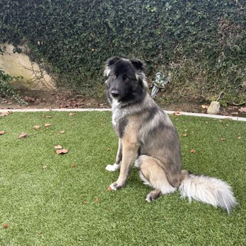 Redeemed K9 - Bo - Belgian Malinois/Husky - Pet Training Near Me Redeemed K9 - Bo - Belgian Malinois/Husky - Pet Training Near Me