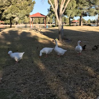 Sunset Park - Careful these birds are out for blood. Haha. Kidding. But they can get pretty aggressive. - Dog Parks Near Me - Las Vegas, Nevada