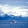 Photo of Protravel International