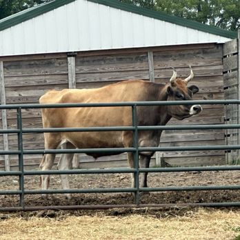 Kamins Farm Sanctuary - Beauty! Just come check the place out love it. - Animal Shelters Near Me