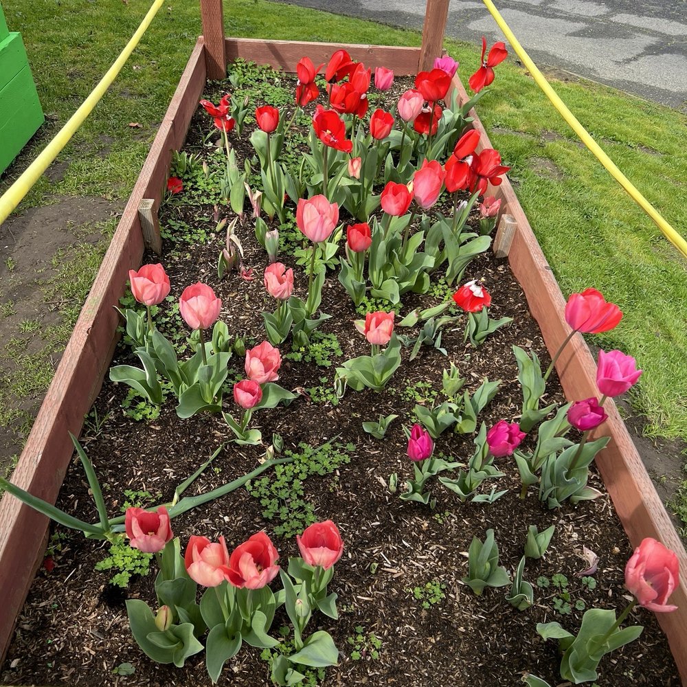 St. Dunstan Catholic School - Tulips planted by 4th graders - Elementary Schools Near Me - Millbrae, California St. Dunstan Catholic School - Tulips planted by 4th graders - Elementary Schools Near Me - Millbrae, California