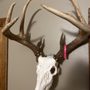 Photo of Wacky Bones European Taxidermy