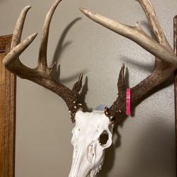 Wacky Bones European Taxidermy