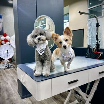 Hollywood Pet Center - Teddy bear cut - Pet Stores Near Me - Burbank, California Hollywood Pet Center - Teddy bear cut - Pet Stores Near Me - Burbank, California