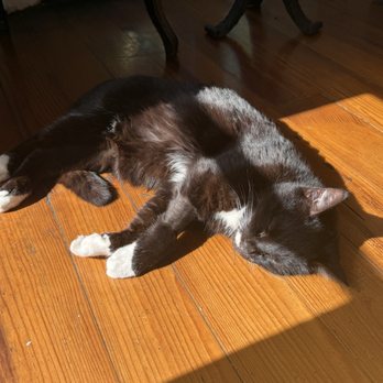 Ernest Hemingway Home  - Cat - Museums Near Me - Key West, Florida