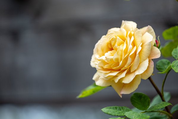 Berkeley Rose Garden by null