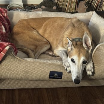 Glade Valley Animal Hospital - Lara dog doing great contrary to your recommendations! - Veterinarians Near Me - Frederick, Maryland Glade Valley Animal Hospital - Lara dog doing great contrary to your recommendations! - Veterinarians Near Me - Frederick, Maryland