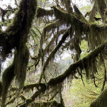 Hoh Rainforest - Hiking Near Me - Forks, Washington Hoh Rainforest - Hiking Near Me - Forks, Washington