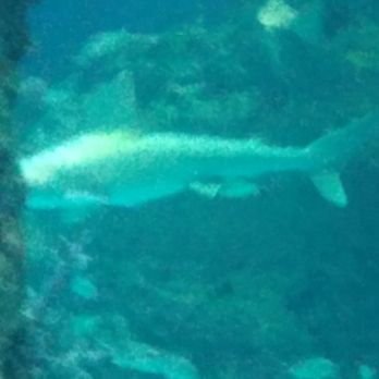 Mississippi Aquarium - Aquariums Near Me - Gulfport, Mississippi