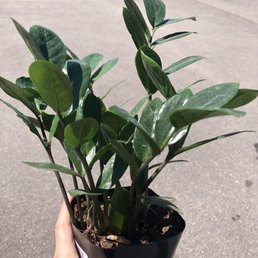 ZZ Plant 4"