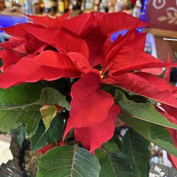 Holiday cheer!! Holiday cheer!!