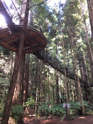 Redwoods – Whakarewarewa Forest by null