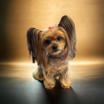 Pet Styles - Asian fusion - Pet Groomers Near Me - Pine Hill, New Jersey Pet Styles - Asian fusion - Pet Groomers Near Me - Pine Hill, New Jersey