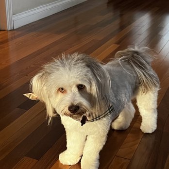 Dogue Spa - Full body groom - Pet Groomers Near Me - West Hollywood, California Dogue Spa - Full body groom - Pet Groomers Near Me - West Hollywood, California