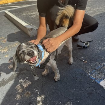 Angel Paws Pet Grooming - Kimberly and staff did a phenomenal job! My dog spikey looks so cuteee! - Pet Groomers Near Me - Sunrise, Florida