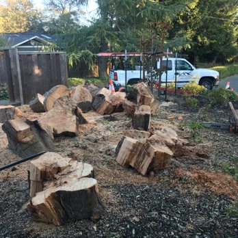 CBC Tree Services Inc - Tree Services Near Me CBC Tree Services Inc - Tree Services Near Me