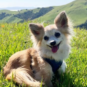 Faith Albright, DVM - Veterinarians Near Me Faith Albright, DVM - Veterinarians Near Me