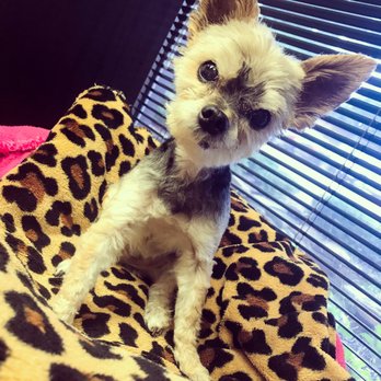 Bark Avenue - Bella Louise was so happy! - Pet Groomers Near Me - Ennis , Texas