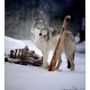 Photo of Grizzly & Wolf Discovery Center
