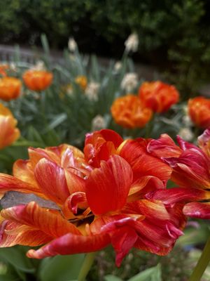 BROOKSIDE GARDENS - Updated January 2026 - 1860 Photos & 301 Reviews