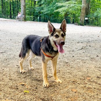 Brook Run Dog Park - Dog Parks Near Me - Dunwoody, Georgia