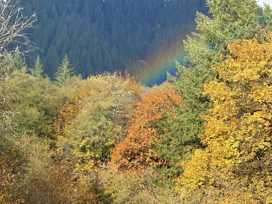 Tillamook Forest Center by null