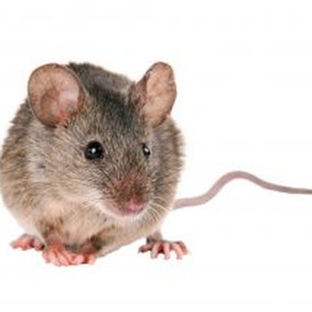 Brants Pest Control Services - Pest Control Near Me - El Paso, Texas Brants Pest Control Services - Pest Control Near Me - El Paso, Texas