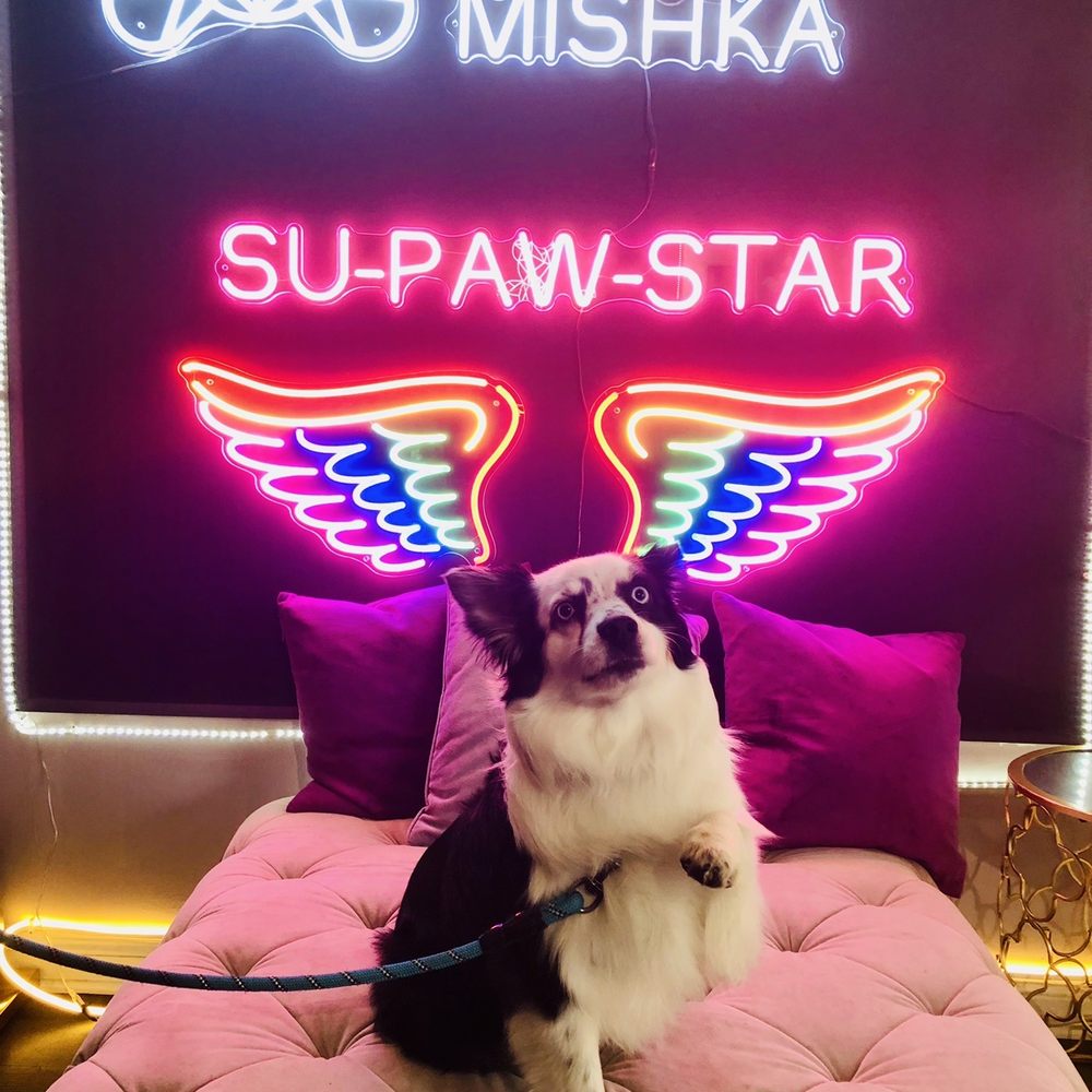 Mishka - Pet Stores Near Me - San Francisco, California Mishka - Pet Stores Near Me - San Francisco, California