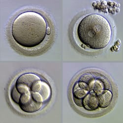 Weill Cornell Medicine - Center for Reproductive Medicine