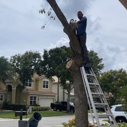 a man on a ladder trimming a tree a man on a ladder trimming a tree