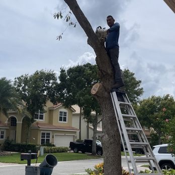 Tropical Tree and Landscape - a man on a ladder trimming a tree - Tree Services Near Me - Boynton Beach, Florida Tropical Tree and Landscape - a man on a ladder trimming a tree - Tree Services Near Me - Boynton Beach, Florida