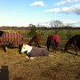 Photo of Nff Stables