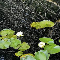 Beaver Lake