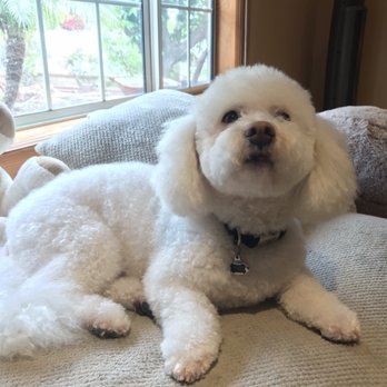 Dog Gone Pretty - Pet Groomers Near Me - Huntington Beach, California