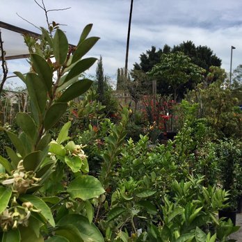 Dream Garden - Nurseries & Gardening Near Me - Los Angeles, California Dream Garden - Nurseries & Gardening Near Me - Los Angeles, California