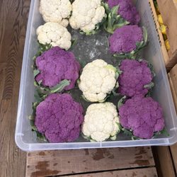 Midtown Market - My first time seeing purple cauliflower