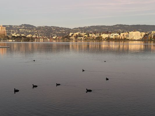 Lake Merritt by null