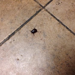 Shell Gas Station - Gigantic bugs in the bathroom!