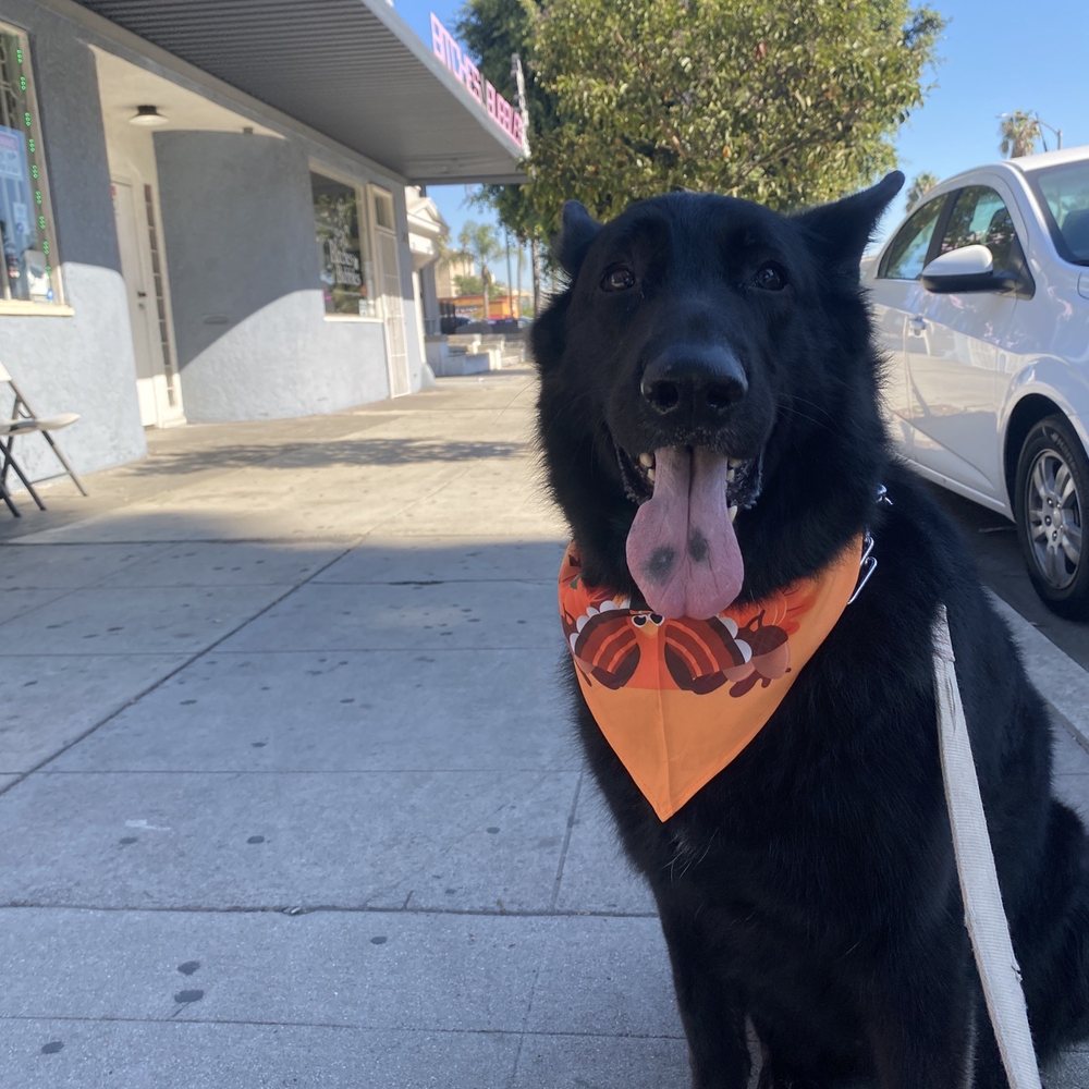 Bitches N Bubbles - Pet Groomers Near Me - Long Beach, California