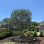 Photo of Mady's Tree Care