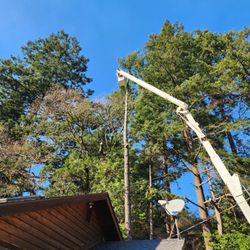 Arbormaxx