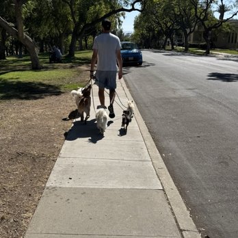 Zenni Dogs - Rita joining the pack walk - Pet Training Near Me