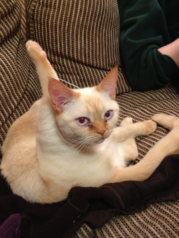 Food from Big Cat Coffee