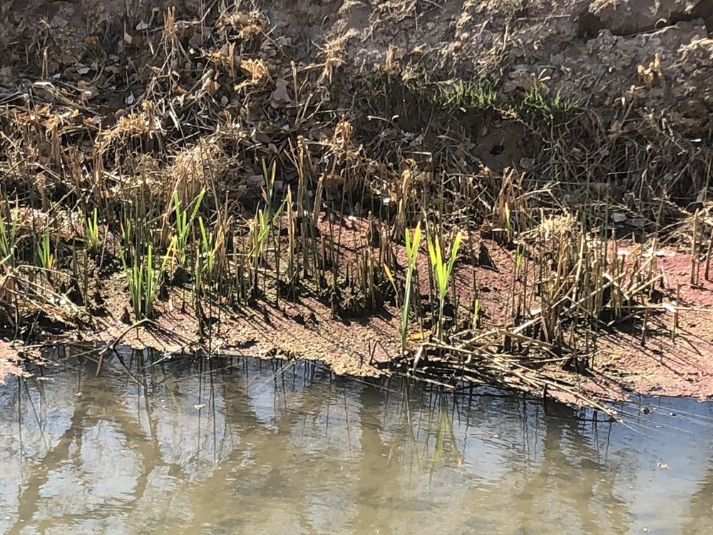 Rio Grande Valley State Park