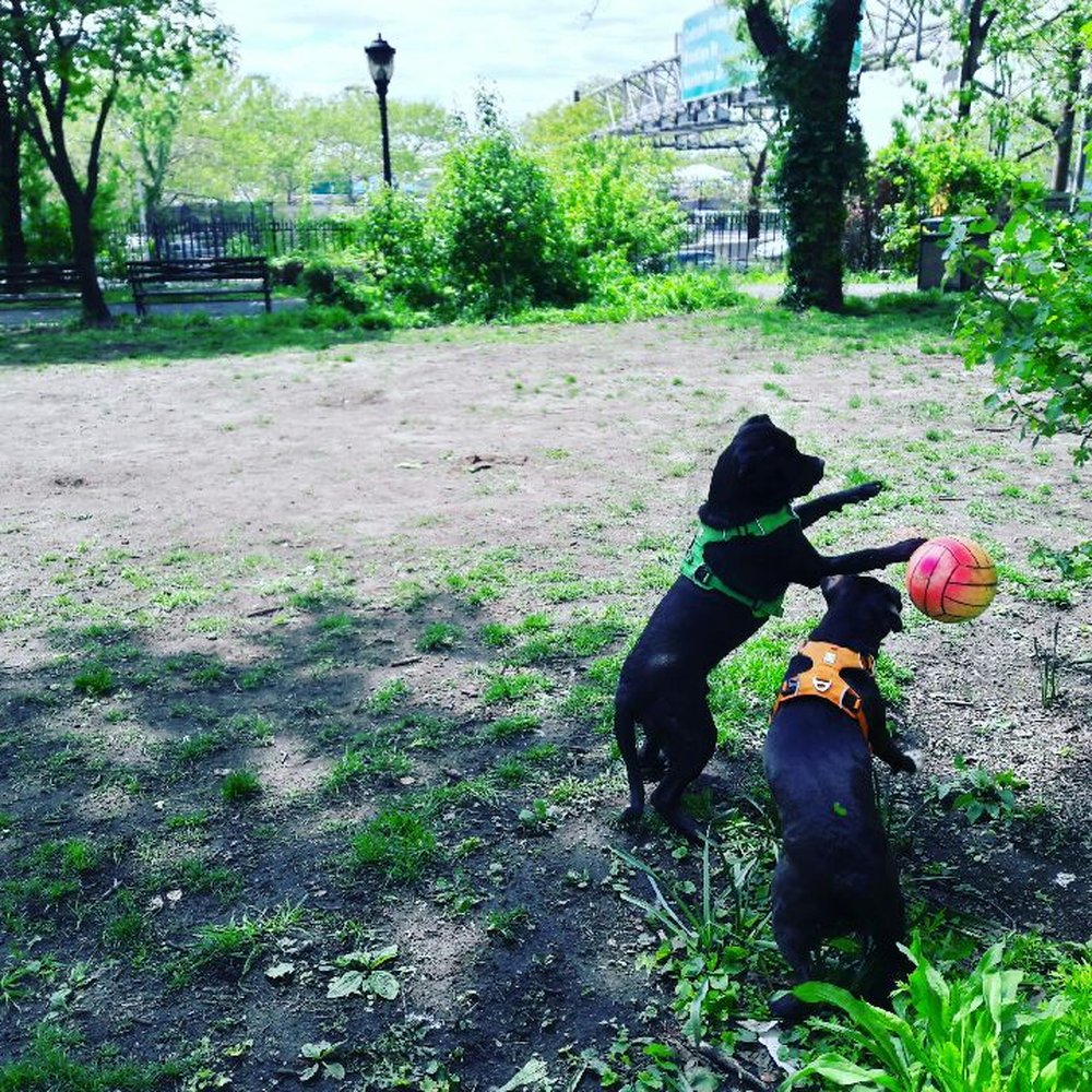Paws & Rec - One of the pictures we got from their walks. - Dog Walkers Near Me - Brooklyn, New York Paws & Rec - One of the pictures we got from their walks. - Dog Walkers Near Me - Brooklyn, New York