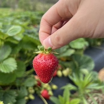 Wegmeyer Farms - Freshly picked strawberry - Do-It-Yourself Food Near Me - Hamilton, Virginia