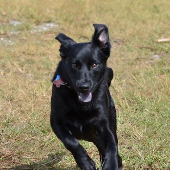 American Pet Clinic - Veterinarians Near Me - Ceres, California