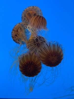 National Aquarium by null