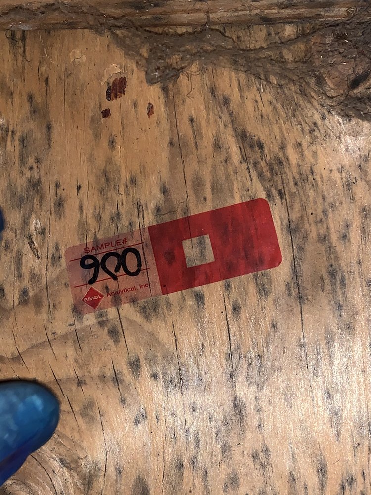 DryAgain Water, Mold and Fire Damage Restoration Services - mold inspector in Crestline, CA